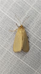 Heliocheilus moribunda