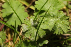 Erysiphe geraniacearum