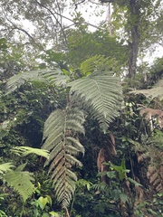 Sphaeropteris lepifera