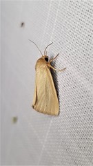 Heliocheilus moribunda