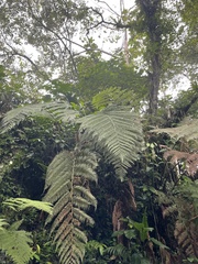 Sphaeropteris lepifera