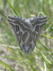 Plataea trilinearia