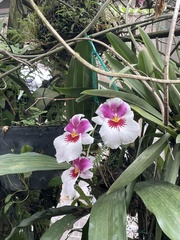 Miltoniopsis