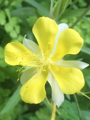 Aquilegia longissima