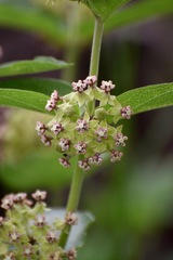 Asclepias ovata