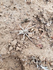 Pavocosa