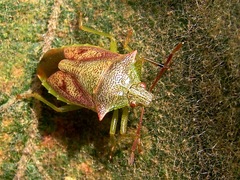 Podisus tinctus
