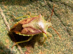 Podisus tinctus