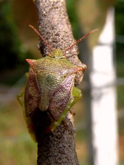 Podisus tinctus