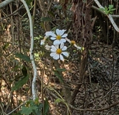 Montanoa grandiflora