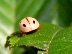 Mulsantina mexicana