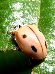 Mulsantina mexicana