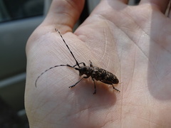 Monochamus saltuarius