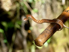 Dryophylax hypoconia