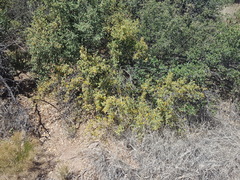 Berberis haematocarpa