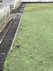 Turdus ignobilis