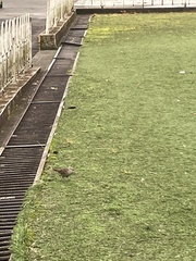 Turdus ignobilis