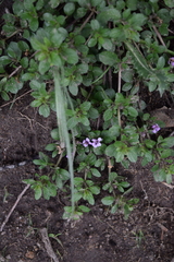 Dyschoriste microphylla