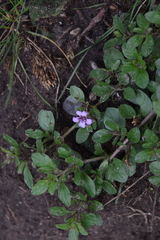 Dyschoriste microphylla