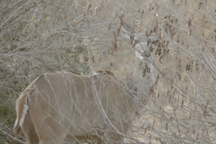 Tragelaphus strepsiceros cottoni