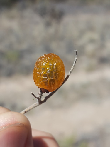Sapindus drummondii