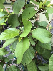 Hibiscus arnottianus