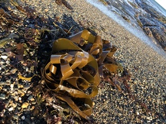 Laminaria digitata