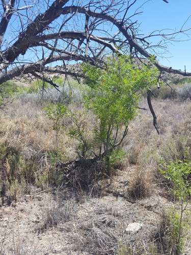 Sapindus drummondii