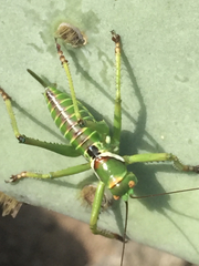 Neobarrettia spinosa