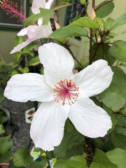 Hibiscus arnottianus