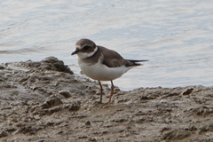 Charadrius hiaticula