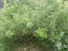 Zanthoxylum beecheyanum