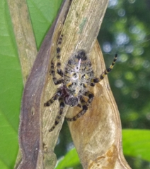 Alpaida alticeps