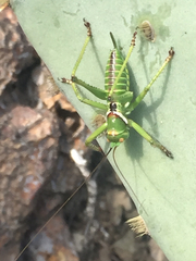 Neobarrettia spinosa