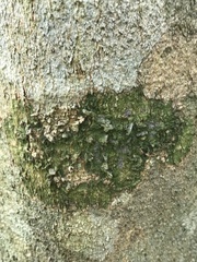 Desmococcus olivaceus
