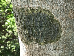 Desmococcus olivaceus