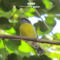 Coereba flaveola
