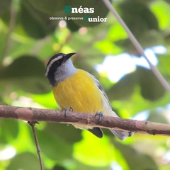 Coereba flaveola
