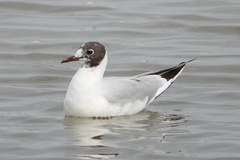 Chroicocephalus ridibundus