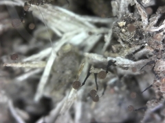 Clastoderma debaryanum