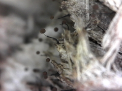 Clastoderma debaryanum