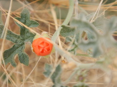 Sphaeralcea laxa
