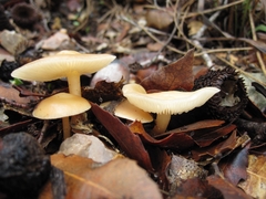 Marasmius cohaerens