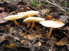 Marasmius cohaerens