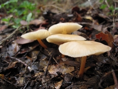Marasmius cohaerens