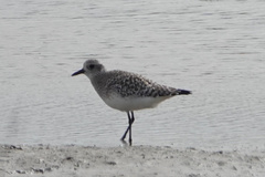 Pluvialis squatarola