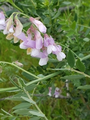 Lathyrus jepsonii californicus