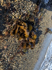 Laminaria digitata
