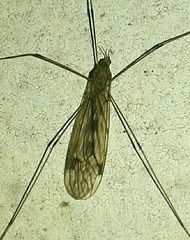 Tipula rufina