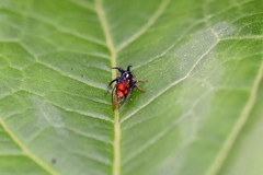 Cyphonia trifida